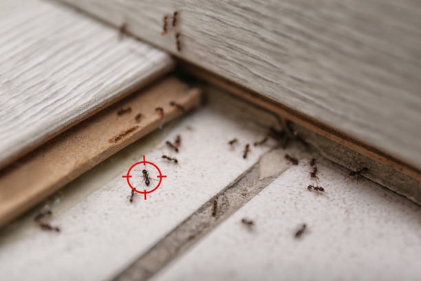 Best Bed Bug Extermination  in Diamond Ridge, AK