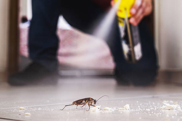 Best Best Pest Control Companies  in Diamond Ridge, AK