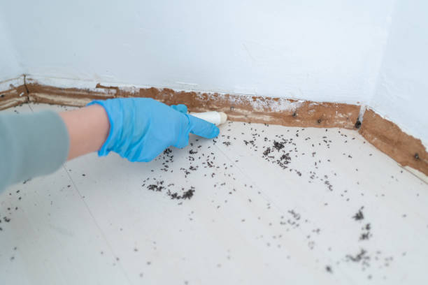 Best Pest Removal Services  in Diamond Ridge, AK